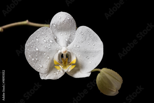 Fototapeta Naklejka Na Ścianę i Meble -  Orchid. White orchid flowers isolated on black background.