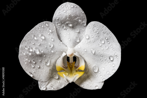 Fototapeta Naklejka Na Ścianę i Meble -  White Orchid. White orchid flowers isolated on white background.
