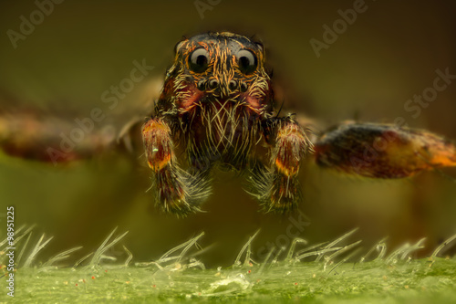 Extreme magnification - Brown spider, front view