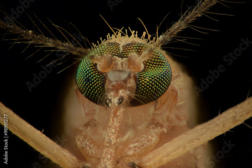 Extreme magnification - Mosquito head, front view