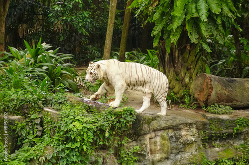 White Tiger photo