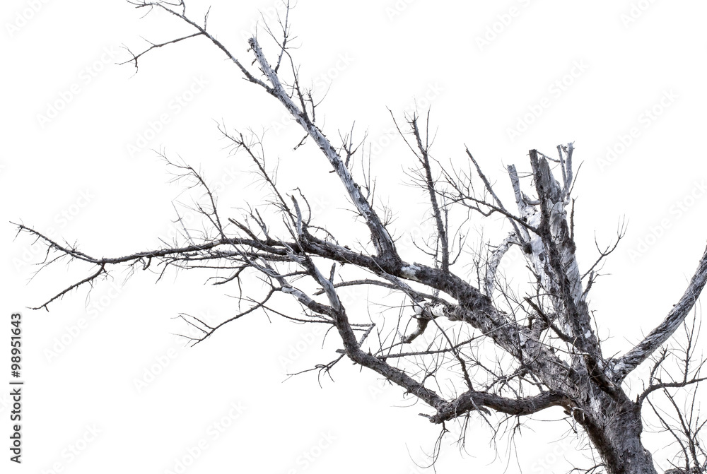 arbre mort sur fond blanc