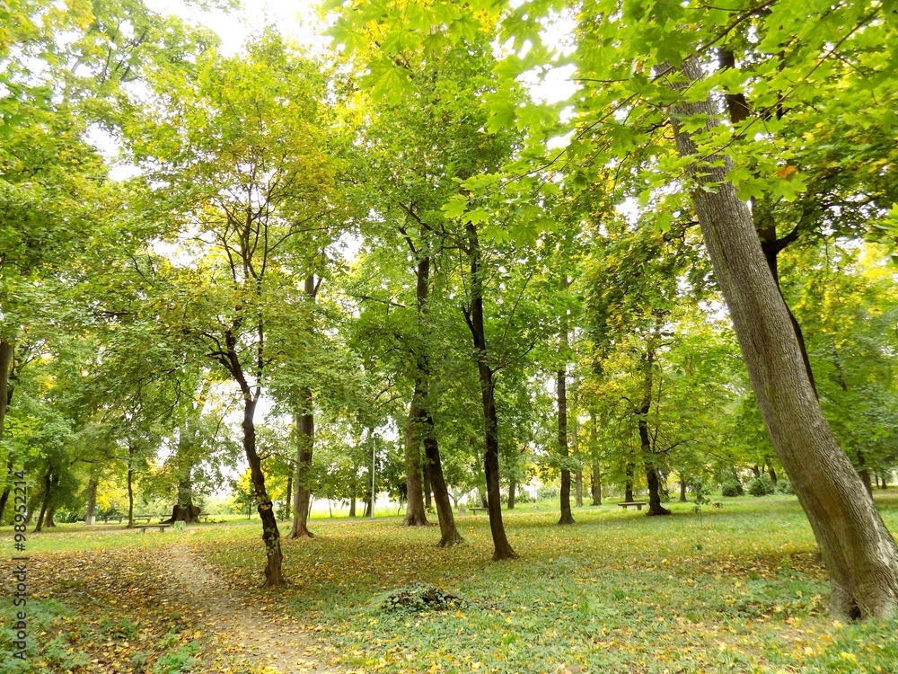 Naklejka premium Path in forest park