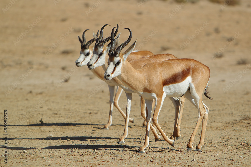 Springbok - skocznik antylopi - na Pustyni Kalahari Springbok - skocznik antylopi - na Pustyni Kalahari