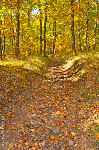 Nice autumnal scene