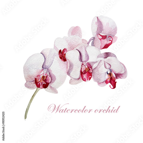 Watercolor orchid branch on a white background
