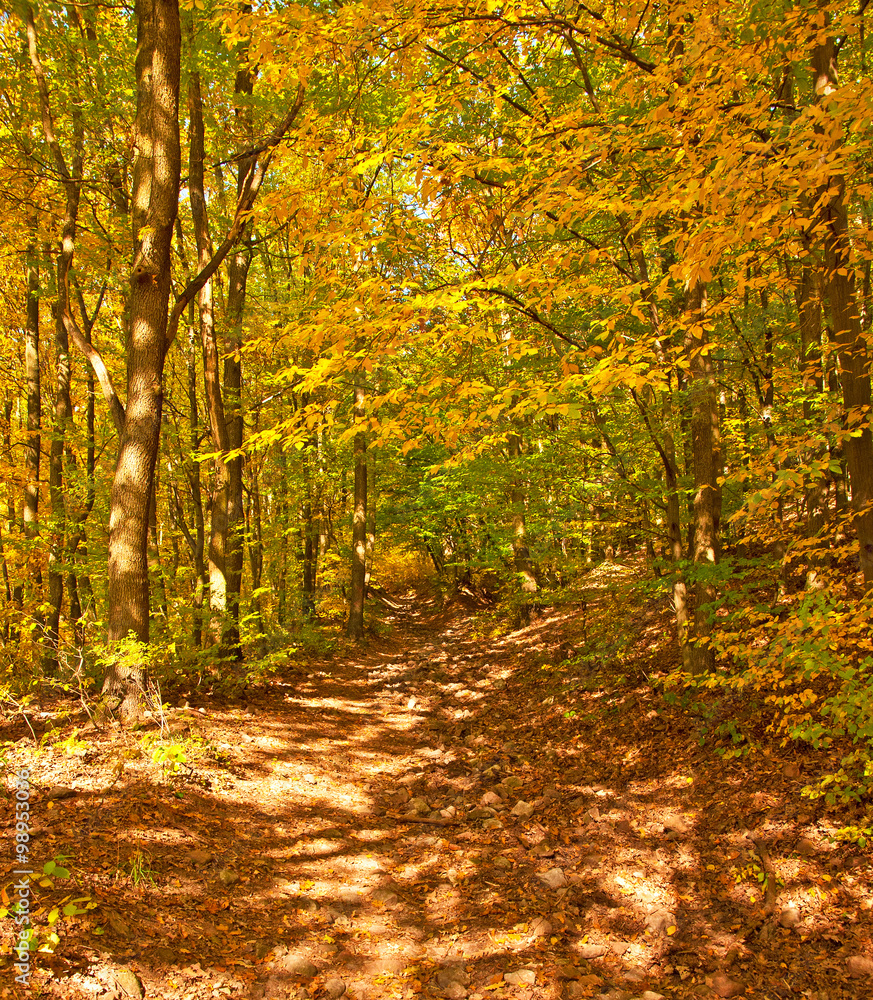 Obraz premium Nice autumnal scene