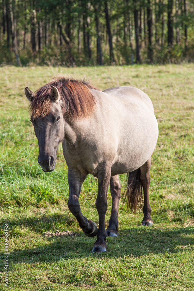 Koń (Equus caballus) na pastwisku