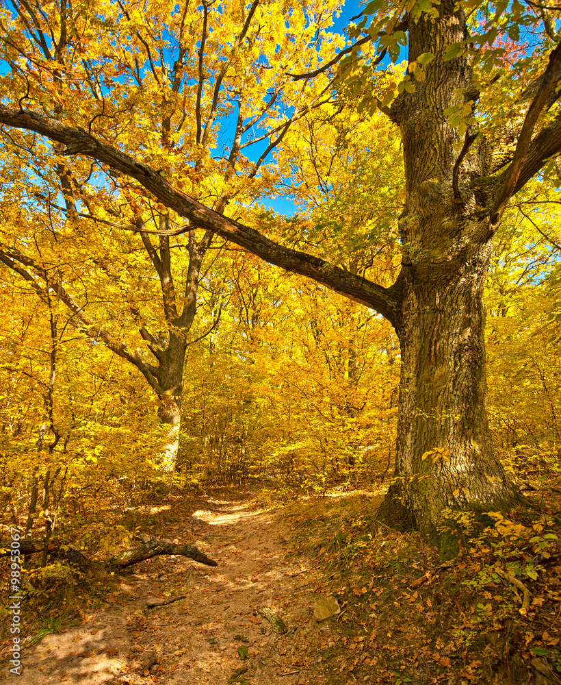 Obraz premium Nice autumnal scene