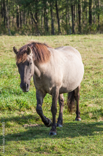 Koń (Equus caballus) na pastwisku © jakubczajkowski