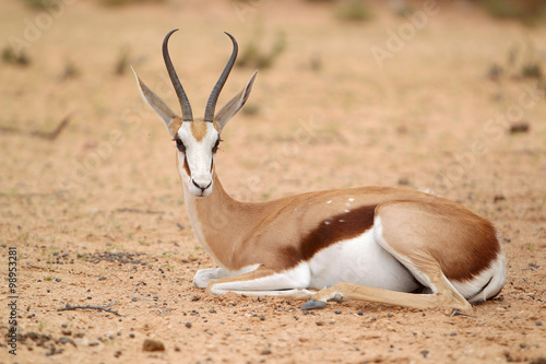 Springbok - skocznik antylopi - na Pustyni Kalahari