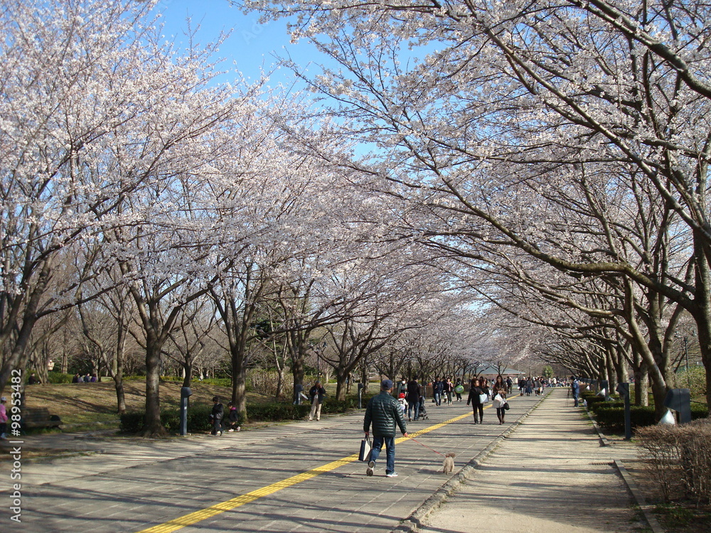 桜並木が美しい春の柏の葉公園