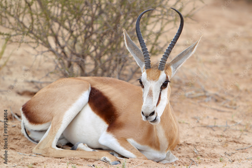Stado Springbok - skoczników antylopich - na drodze na Pustyni Kalahari Stado Springbok - skoczników antylopich - na drodze na Pustyni Kalahari