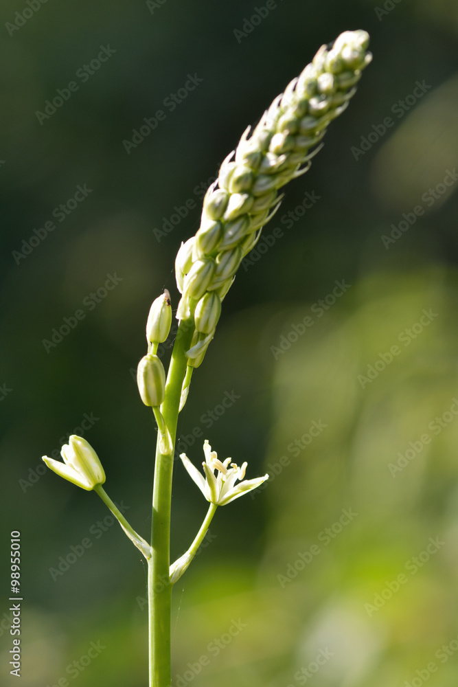 Bath asparagus (Ornithogalum pyrenaicum). A plant in the family Asparagaceae, still found scattered around the ancient Roman city of Bath in the UK.
Bath asparagus (Ornithogalum pyrenaicum). A plant in the family Asparagaceae, still found scattered around the ancient Roman city of Bath in the UK.