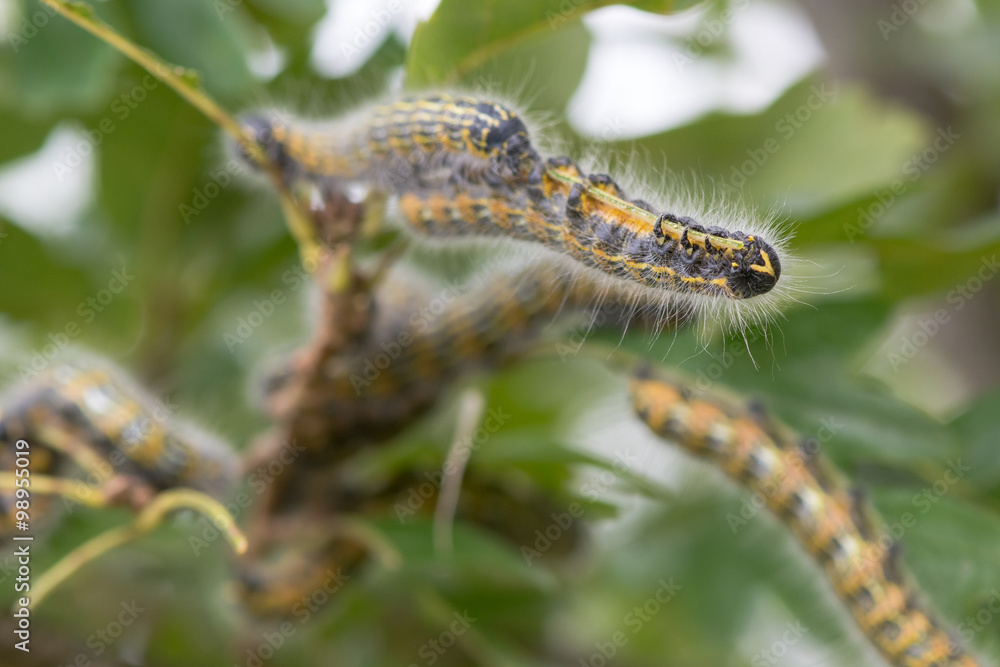 Buff-tip moth (Phalera bucephala) caterpillars. Caterpillars in the family Notodontidae feeding on turkey oak (Quercus cerris) Buff-tip moth (Phalera bucephala) caterpillars. Caterpillars in the family Notodontidae feeding on turkey oak (Quercus cerris)