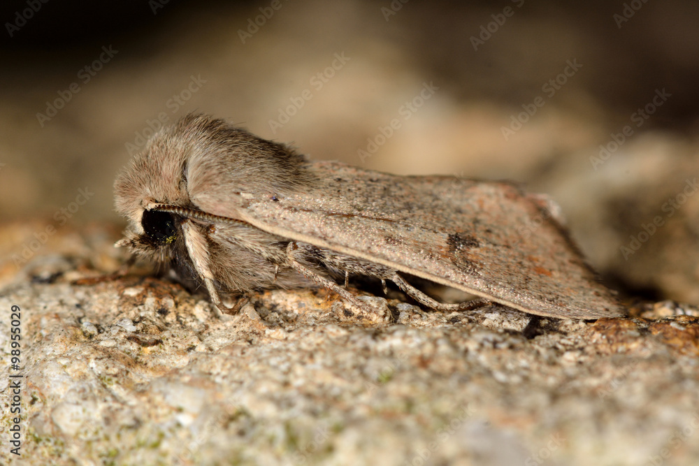 Small quaker moth (Orthosia cruda). An moth that flies early in the year, in the family Noctuidae
Small quaker moth (Orthosia cruda). An moth that flies early in the year, in the family Noctuidae