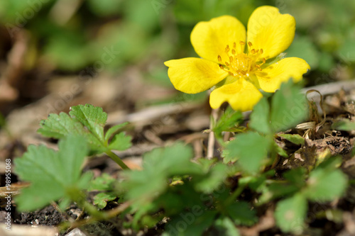 Creeping cinquefoil  Potentilla reptans . A plant in the rose  Rosaceae  family in flower  seen from ground level  