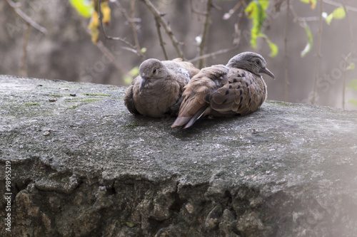 Lovely Turtle Doves lying on a wall © vinicouto