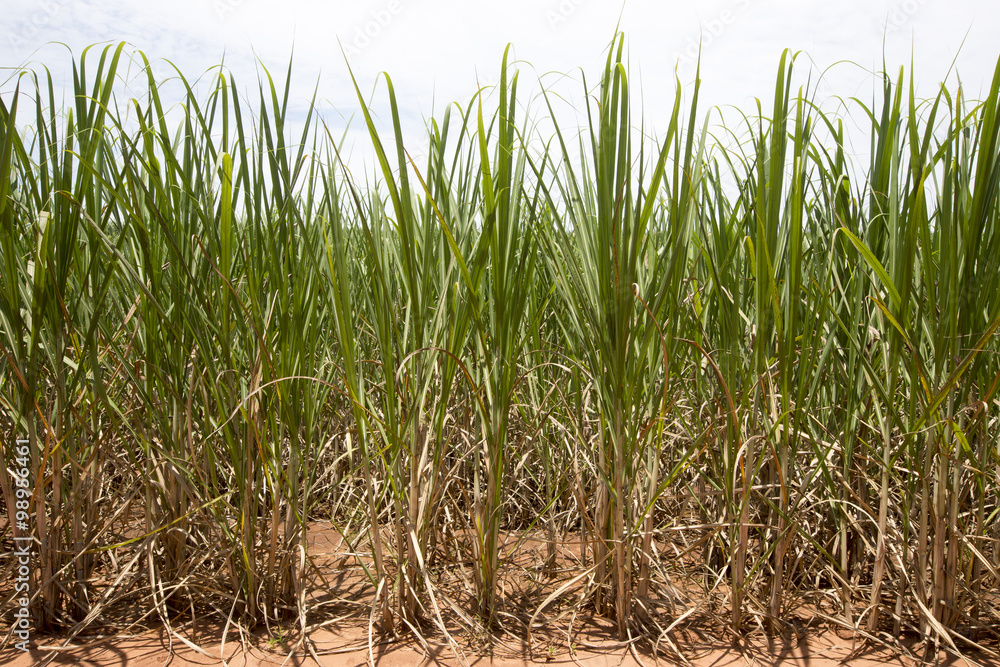 Fototapeta premium sugarcane plantation