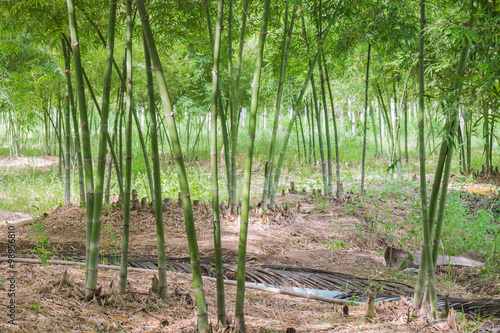 bamboo shoot in garden