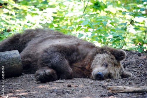 Wallpaper Mural ein Braunbär beim Mittagsschlaf Torontodigital.ca