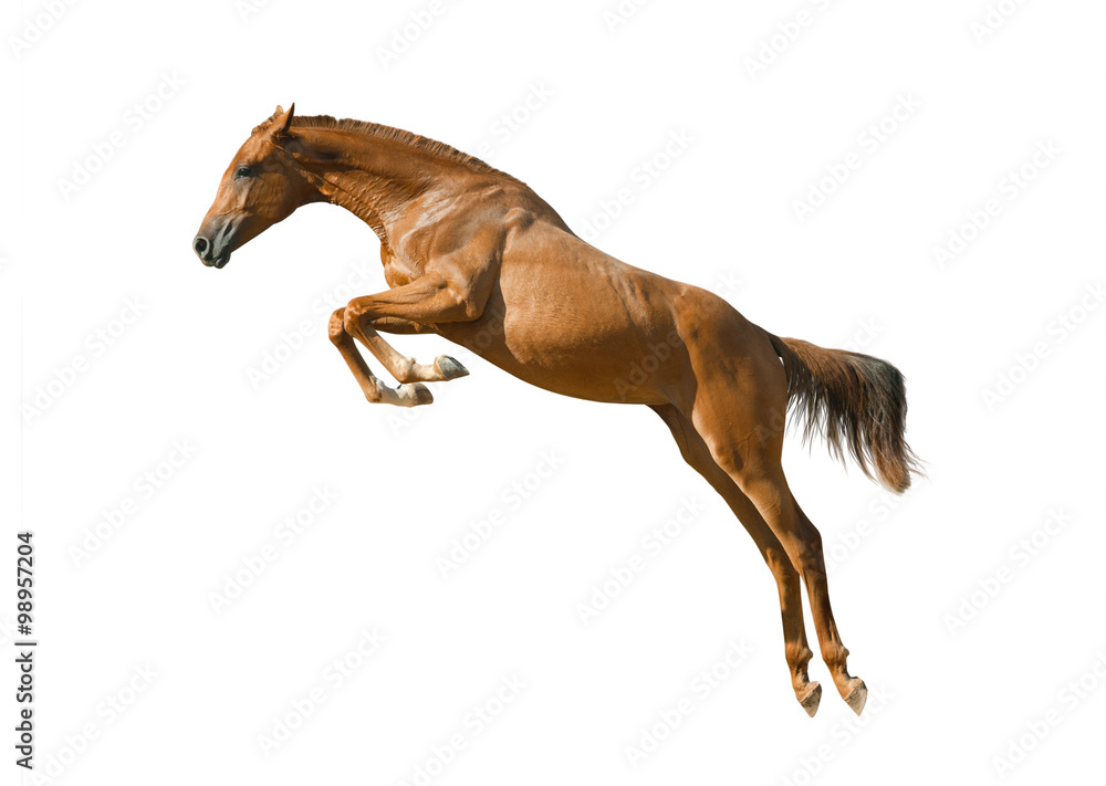 young chestnut horse jumping