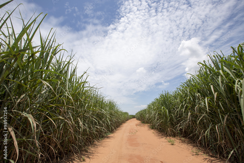 Obraz premium sugarcane plantation