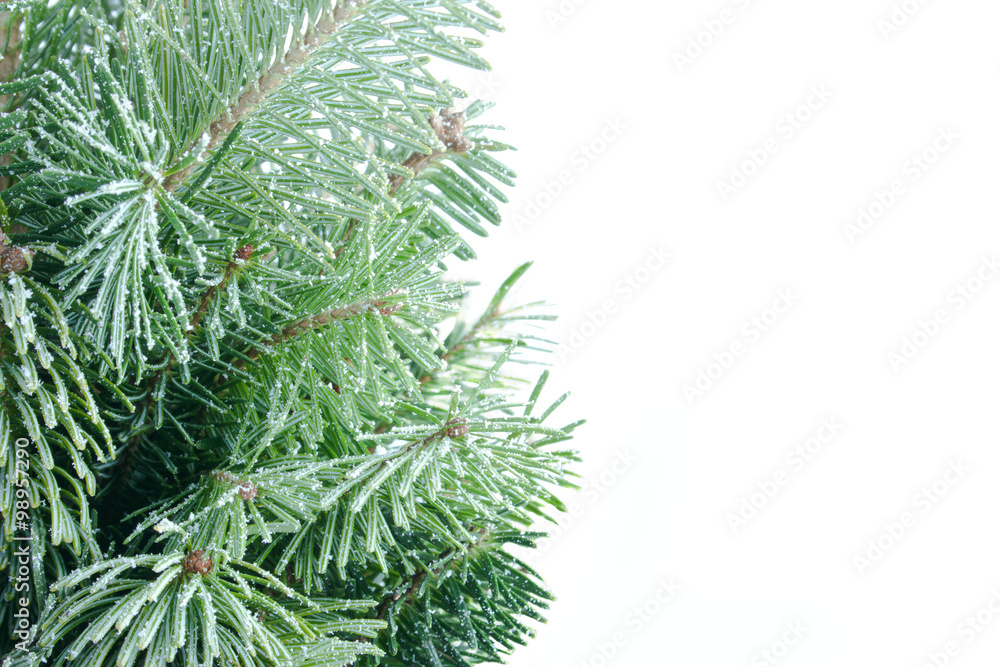 Isolated Spruce Branches in Snow Isolated Spruce Branches in Snow