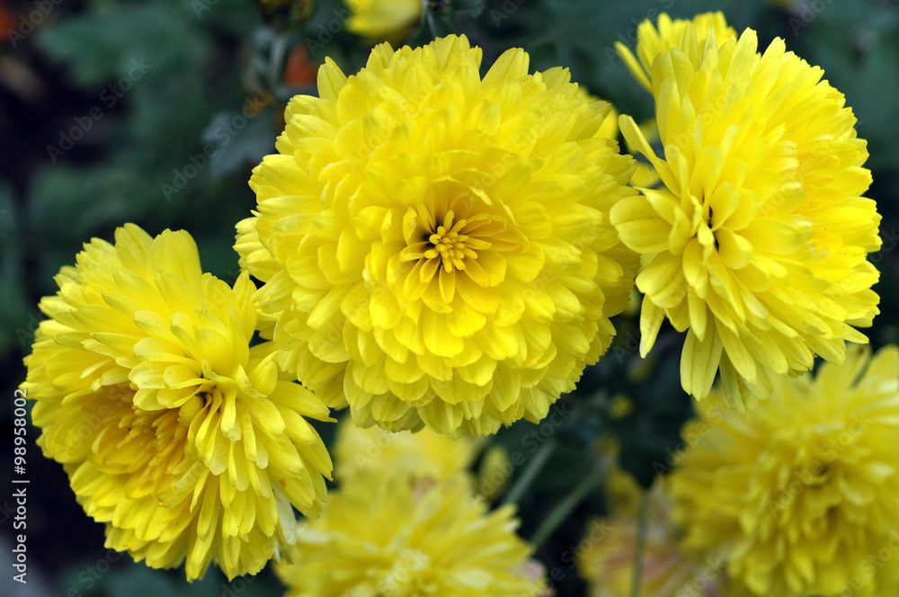Fototapeta premium yellow chrysanthemum
