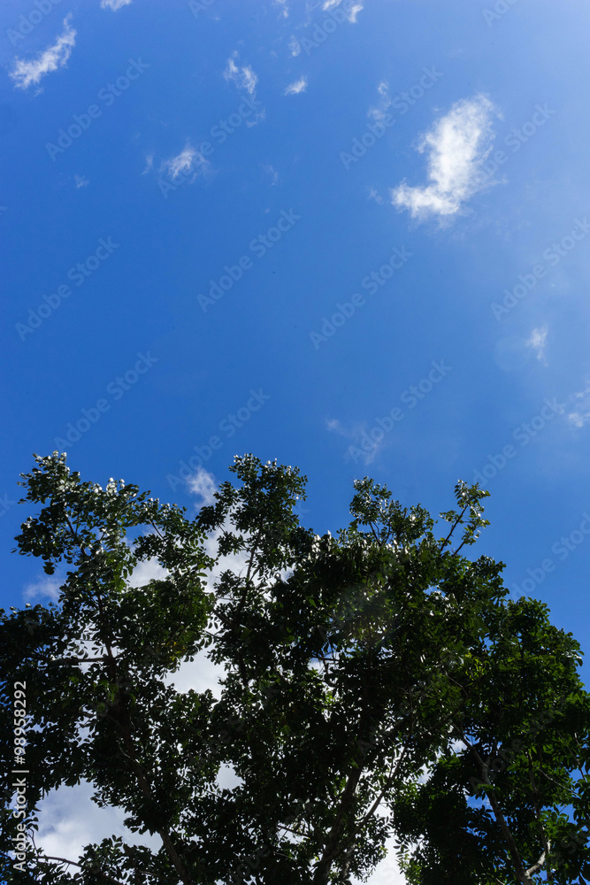 Obraz premium White cloud in the blue sky, view from bottom up