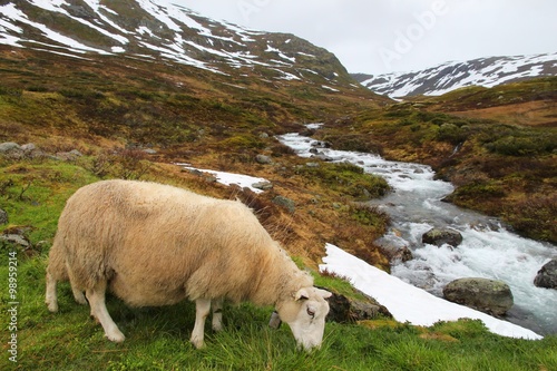 Sheep in Norway - tundra landscape