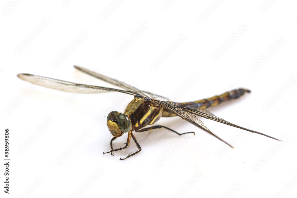 dragonfly macro isolated on white background dragonfly macro isolated on white background