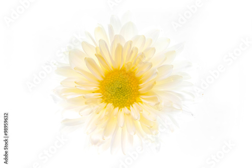 Fototapeta Naklejka Na Ścianę i Meble -  Beautiful daisy flower on the white background