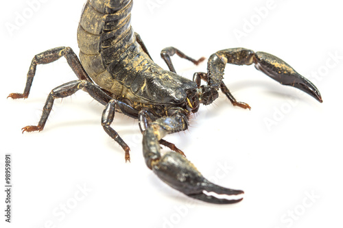 Scorpion   Pandinus imperator  on white background