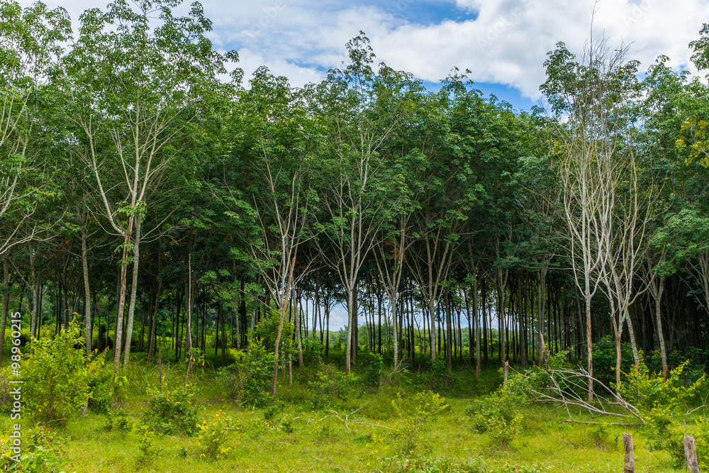 row of rubber tree in South of Thailand row of rubber tree in South of Thailand