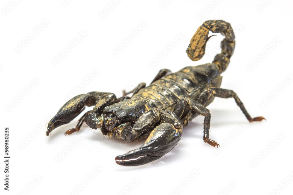 Scorpion ( Pandinus imperator) on white background Scorpion ( Pandinus imperator) on white background