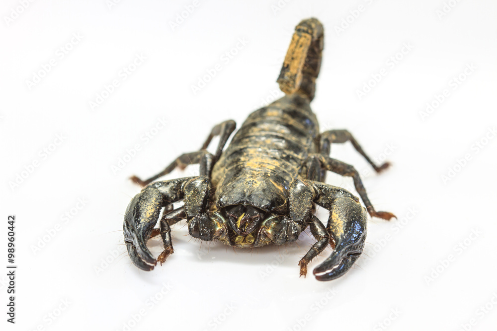 Scorpion ( Pandinus imperator) on white background Scorpion ( Pandinus imperator) on white background