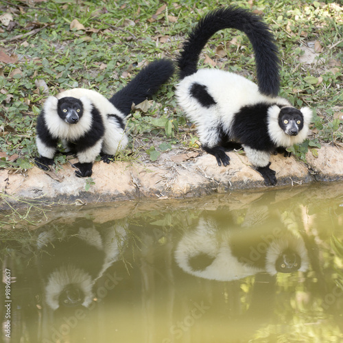 Two Black and white ruffed lemur