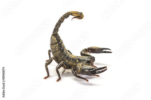 Scorpion ( Pandinus imperator) on white background © forest71