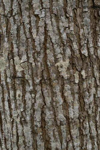 Tree bark Texture Background Pattern