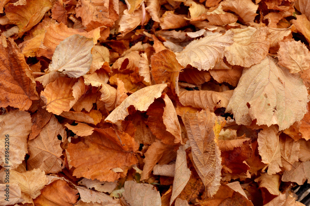 Obraz premium Herbstlaub