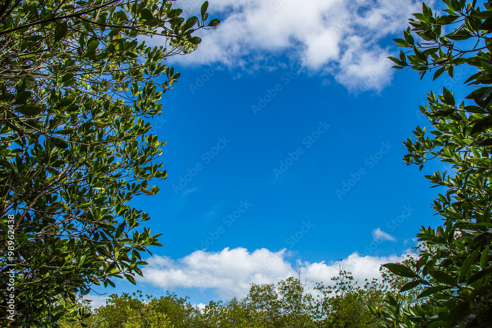 Fototapeta premium Green tree leaf under blue sky and clouds