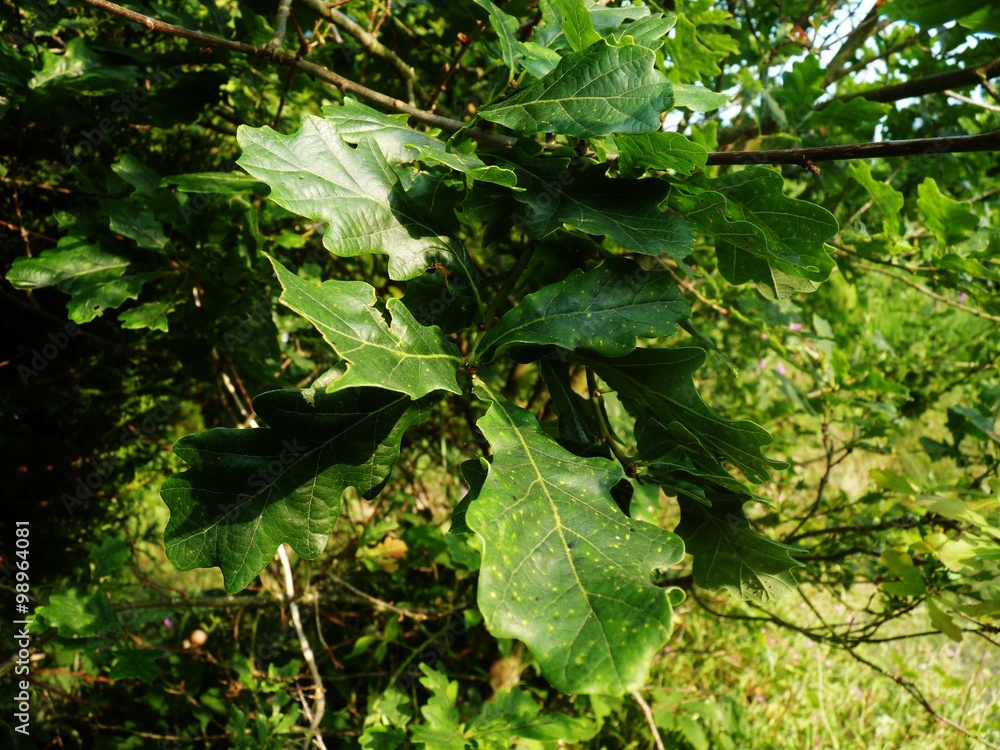 Obraz premium oak tree leaves in the spring 