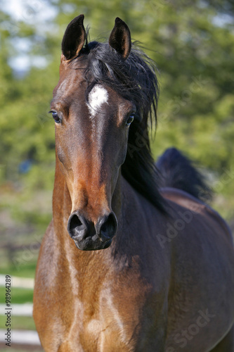 Fototapeta Naklejka Na Ścianę i Meble -  Bay Arabian mare cantering, close-up