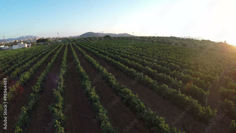 Aerial view of a vineyard during the sunset. Aerial view of a vineyard during the sunset.