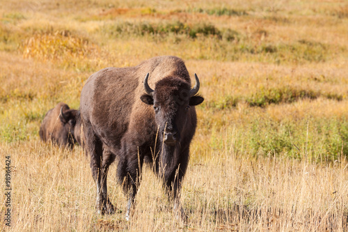 Bison © natureguy