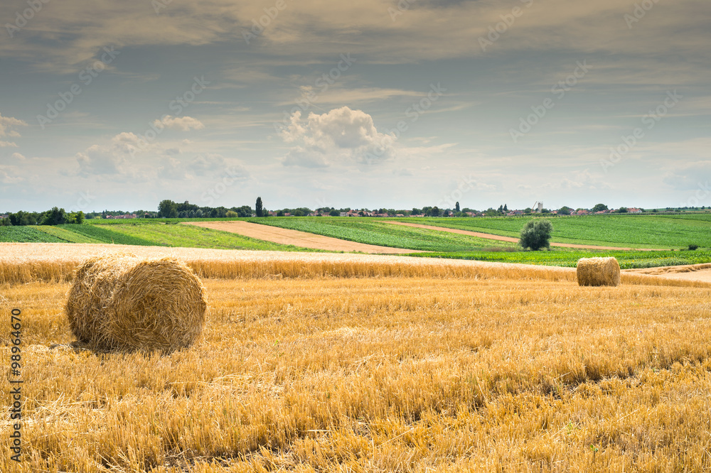 Fototapeta premium Round bales of straw