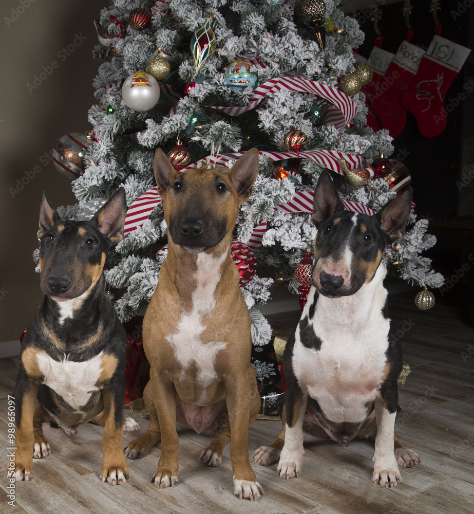 Bull terrier christmas tree Clearance