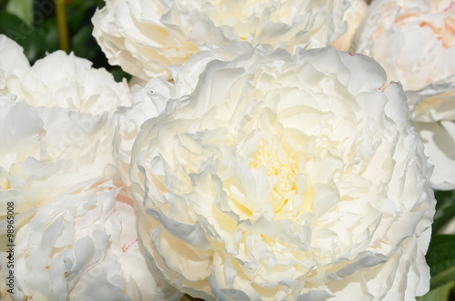 Blooming white peony flowers in the garden  © alexphoto1293