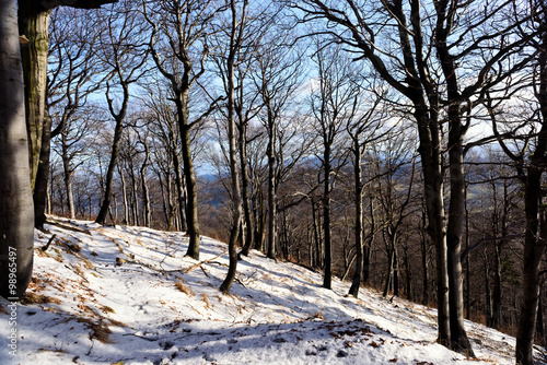 Winter forest © Nazzu